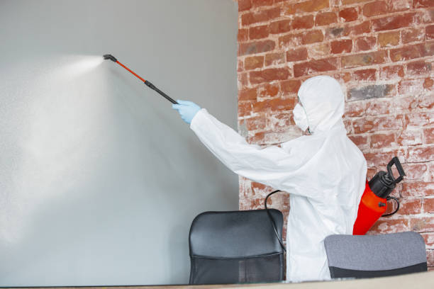 Trusted Los Alamitos, CA Mold Removal Experts